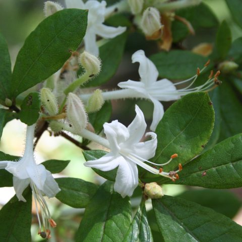 White, funnel-shaped flowers that appear in clusters.  