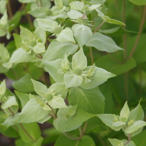 mall, tubular, and two-lipped, with a white to pinkish-lavender color. They are densely packed in terminal clusters. 