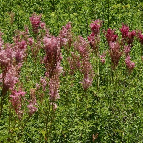 Large, feathery clusters of small, fragrant, pink plumes, rise above large, deeply lobed, and attractive foliage,