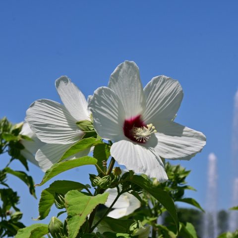 Large, showy white five-petaled flowers with pink to red or purple eye at the center.