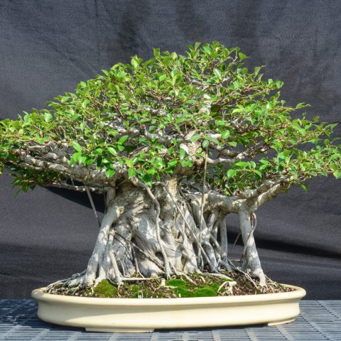 Tropical, dense, glossy, dark green foliage; a unique feature is the aerial roots that descend from branches, which can grow into secondary trunks, creating a sprawling, almost thicket-like appearance.