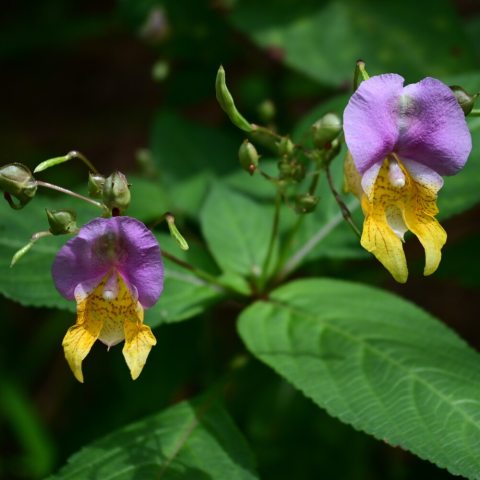 Showy , bicolored pink and orange 'helmets' atop veined golden throats. 