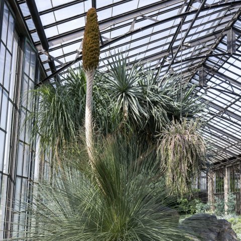 A dramatic, spike reaching 10 to 15 feet tall, that emerges from the center of the plant’s rosette. It bears tiny, creamy white to pale brown flowers, which are highly attractive to pollinators. The spike adds striking vertical interest and appears only every few years. 