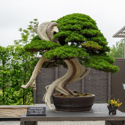 Small evergreen bonsai tree with white wood trained within the foliage