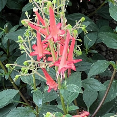 Produces long, tubular, vibrant orange flowers with a yellow throat, resembling little firecrackers. 