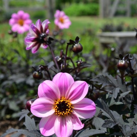 Semi-double pale pink flowers with a striking magenta stripe down the center of each petal. The blooms have a yellow center, giving them a daisy-like appearance. 