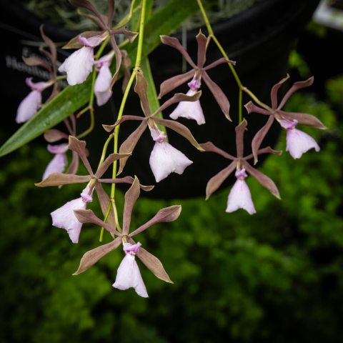Small, delicate, purplish-brown sepals and petals and a purplish-white lip; arranged in graceful, winding clusters.
