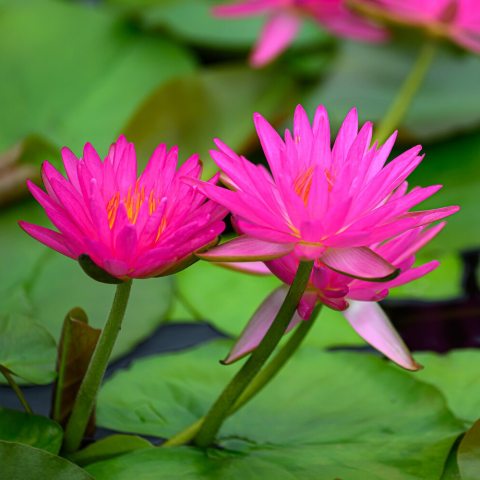 Large, bright fuchsia-pink, star-shaped flowers that emerge above the water surface. The flowers are complimented by dark green, oval leaves.