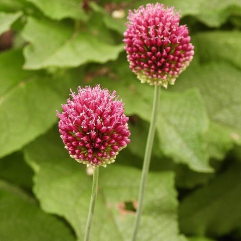 Dense, egg-shaped flower heads, composed of numerous tiny florets, transition from green to rich crimson-purple as they mature. 