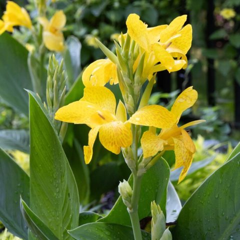 Bright, sunny yellow, sometimes with darker yellow speckling blooms compliment the large, lush, green leaves.   