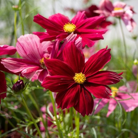 Flowers start as a deep, dark ruby red with a golden eye, and gradually transition to a rosy-mauve or antique rose as they mature.  