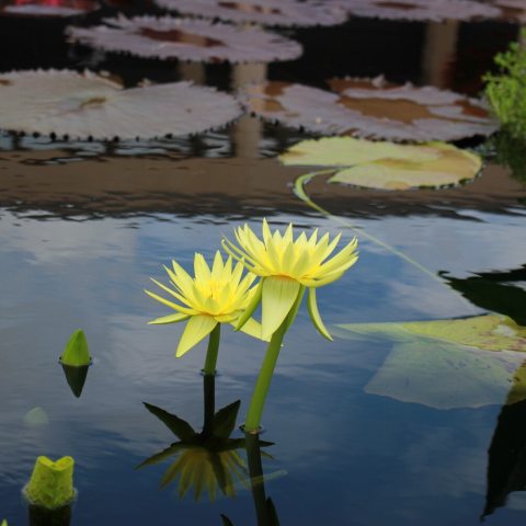 Bright, showy, fragrant lemon-yellow flowers with many petals surrounding a yellow center.  