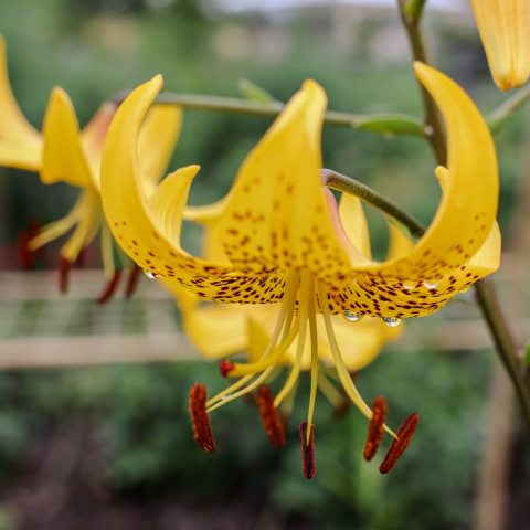Orange, downward-facing flowers speckled with dark, prominent spots. 