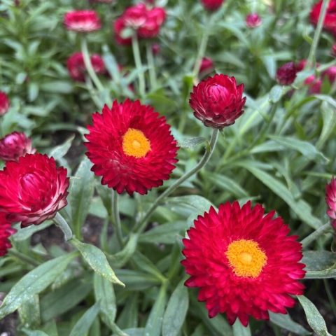 Big, brilliant, purplish-red, papery daisy-like flowers with golden eye. 