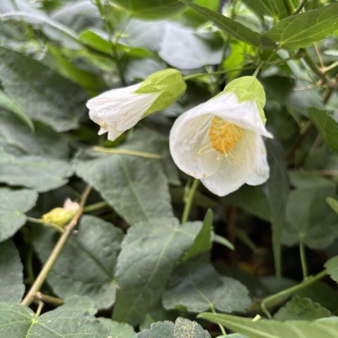 White, lantern-like buds open to solitary, pendulous, bell-shaped flowers.  