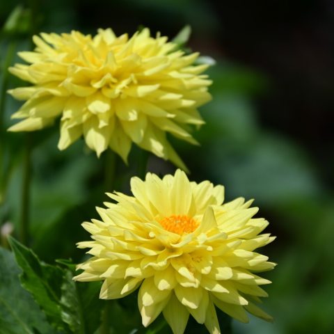 Vibrant, lemon-yellow dahlia with a semi-cactus form, known for its pointed, rolled petals that curve inward or outward. 