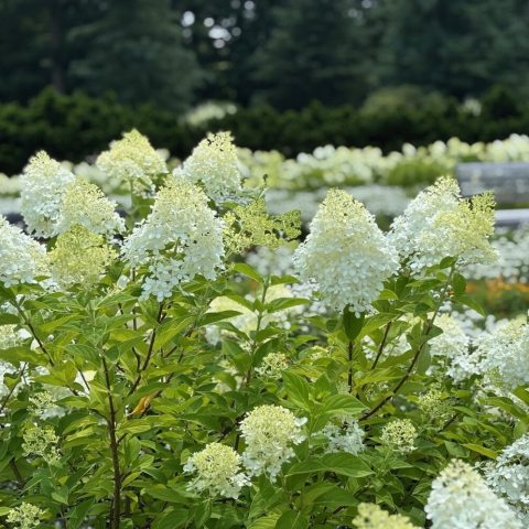 Large, cone-shaped flower clusters that transition from an elegant celadon lime green to creamy white, then pink, and finally burgundy as they mature.