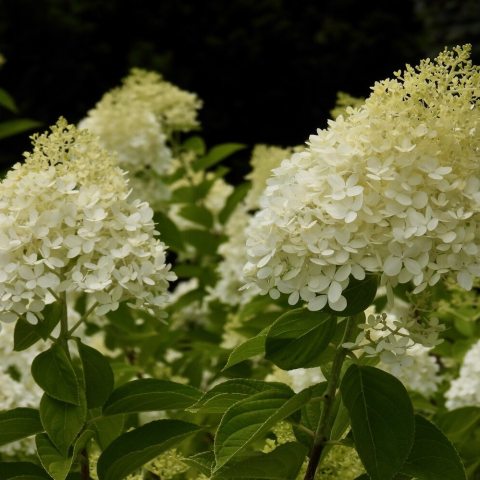 Large, cone-shaped flower clusters that transition from an elegant celadon lime green to creamy white, then pink, and finally burgundy as they mature.