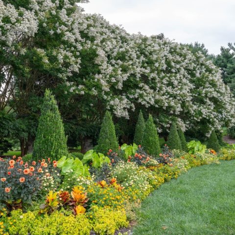 Abundant clusters of showy white flowers. 