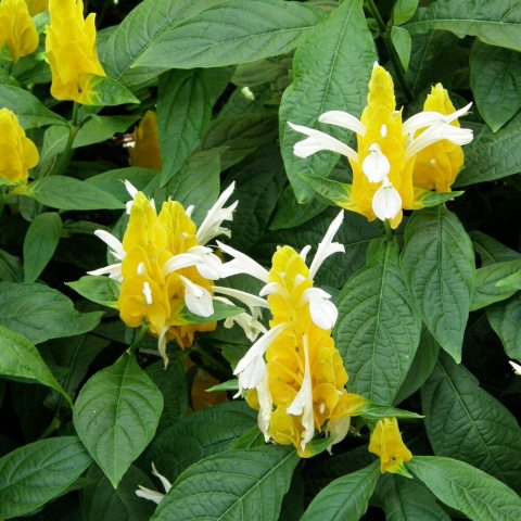Upright, four-sided flower spikes with bright yellow, overlapping bracts which narrow, white, two-lipped flowers emerge.