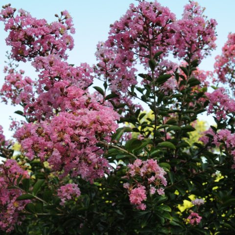Abundant bright pink ruffled flower clusters at the tips of the tree branches. 