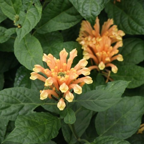 Slender, small, tubular flower clusters in a vibrant shade of peach, resembling fireworks. 