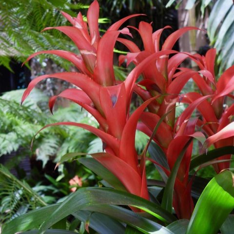 Vibrant, orange long-lasting flower bracts and relatively inconspicuous small, white flowers.  The colorful bracts form a torch-like rosette that can last for months. 
