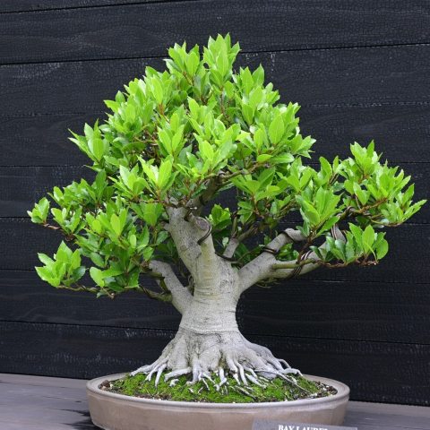 Upright style bonsai, with large, evergreen, glossy green, aromatic leaves . 