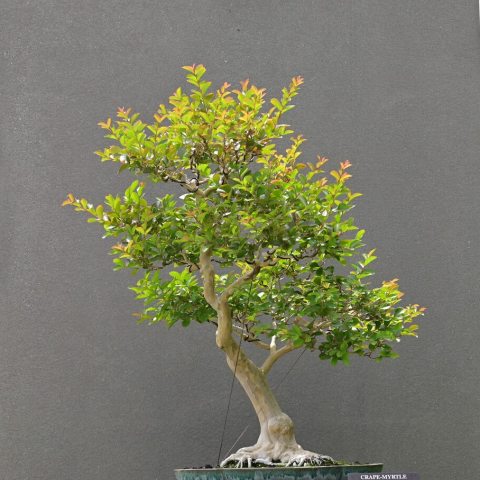 Crepe-like flower panicles at the tips of new growth, in a light pink shade. 