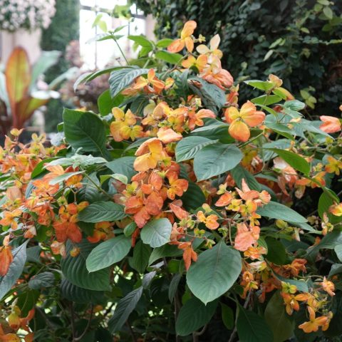 Vibrant leaf-like orange-yellow bracts surround small, yellowish orange blossoms.  