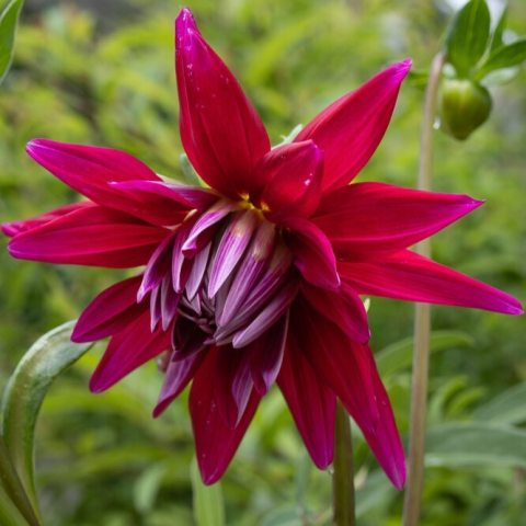 An informal decorative dahlia with a whirl of narrow, curving petals of deep, vibrant burgundy and ruby. 