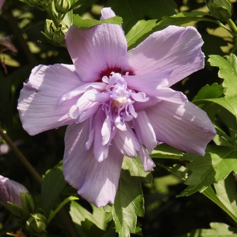 Light lavender flower with five outer petals and many smaller central petals