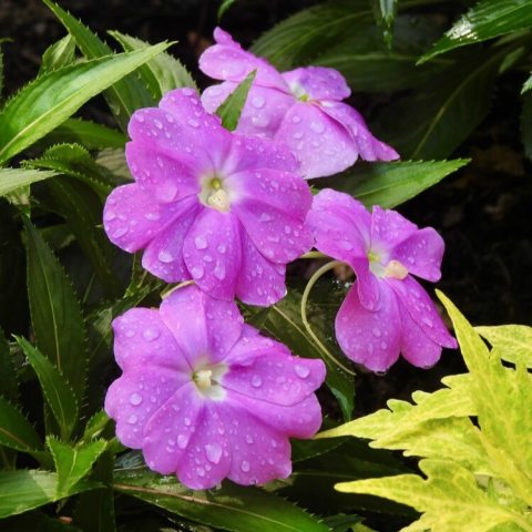Large, rounded lavender flowers with fuchsia overtones and white centers.
