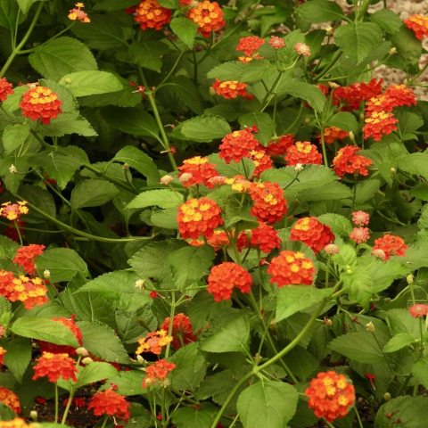 Dense clusters of small, star-shaped flowers that are a fiery mix of red, orange, and yellows.