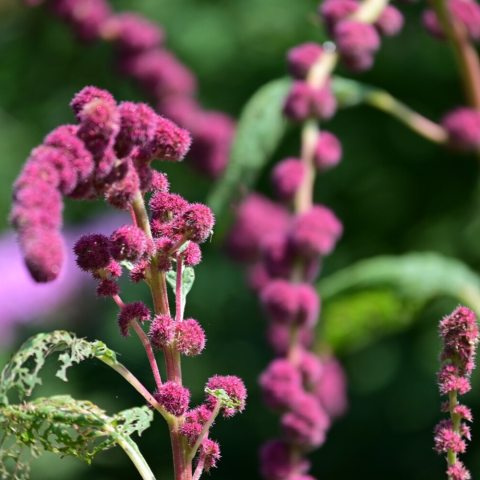 Long, rope-like, cascading, fuzzy flower tassels in a magenta color.