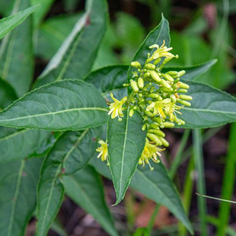 Trumpet-shaped, sulfur-yellow flowers in clusters. 