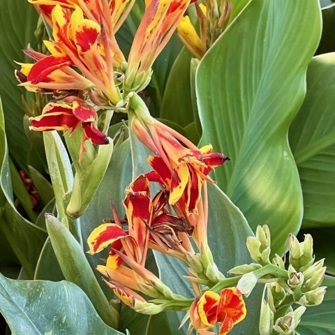 Bold red flowers with contrasting bright yellow edges that pop against the green foliage. 