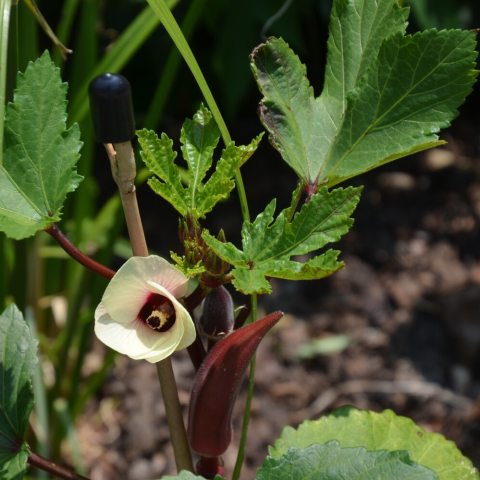 Bright red okra fruit on a green plant with a yellow flower.
