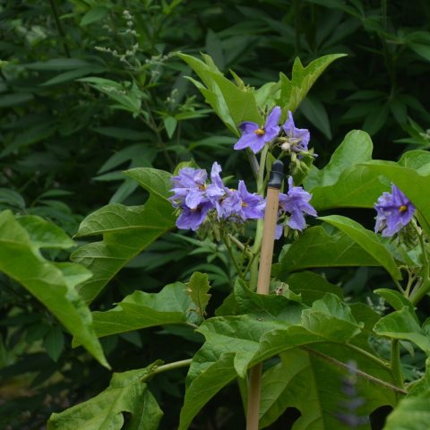 Star-shaped, purple flower with prominent yellow center that grow in small flower clusters.  