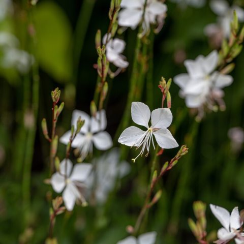 White, airy, star-shaped blossoms that grow on tall, wand-like stems..