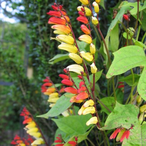Tubular flowers that change color from red to orange, then yellow and finally white as they mature.  They are arranged in an upright one-sided cluster that resembles the Spanish flag.  