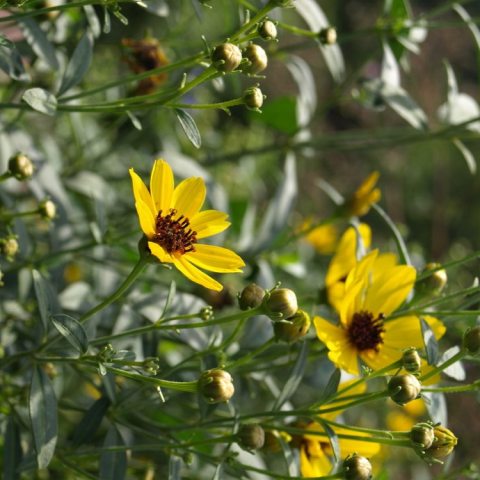 Daisy-like, with bright yellow petals surrounding a dark reddish-brown central disk, sit atop tall slender stems. 