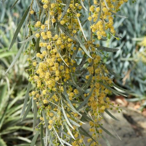 Inconspicuous, pale yellow flowers that appear in globular clusters. 