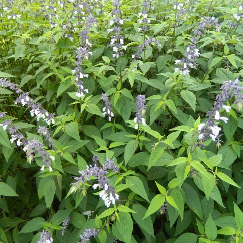 12-foot-long spikes of fuzzy, lavender-white flowers enclosed in deep purple calyces, creating a two-toned effect. 