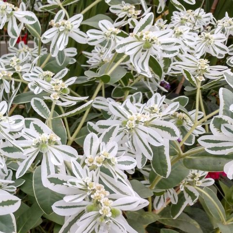 Variegated or entirely white foliage, many-branched stems that grow to about two-feet long.  Tiny flowers, each with whitish, petal-like bracts, are borne in clusters atop the stems.
