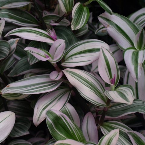 Colorful, variegated leaves in shades of pink, white, green, and purple, with unique purple stripes and matching purple undersides.