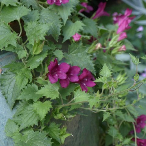 Showy, tubular, pink or red flowers standout against the soft gray-green triangular leaves. 