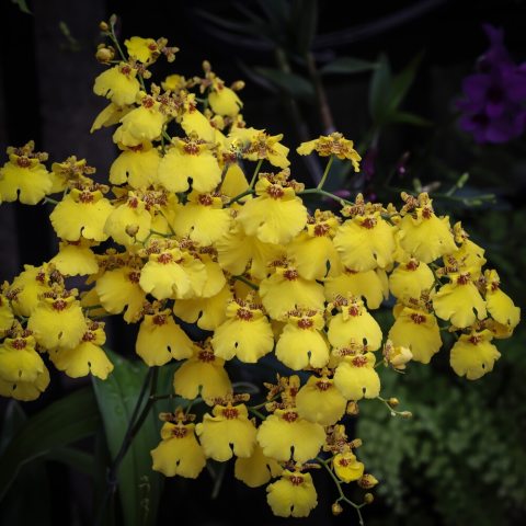 Vibrant yellow "dancing lady" orchid with a large lower lip and contrasting red center. 