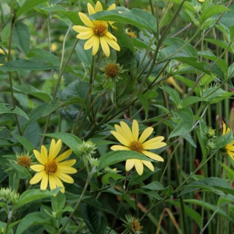 Yellow flower inflorescences of the Aster family