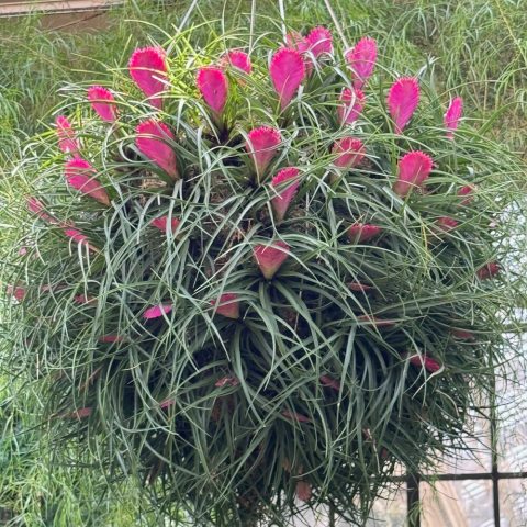 Feather-like, vibrant pink inflorescence surrounded by a rosette of slender, grass-like green leaves. 